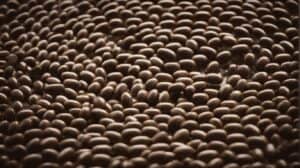 Small dark brown beans, likely coffee beans, close-up background, used in coffee production and popular beverage.