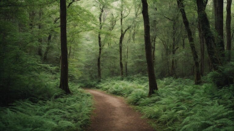 Path through lush green forest representing serenity and healing in drug detox and rehab programs.