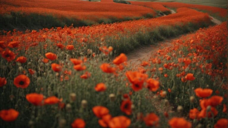 Vibrant orange poppy fields with a winding dirt path, symbolizing growth and renewal, ideal for promoting drug detox and rehab services.